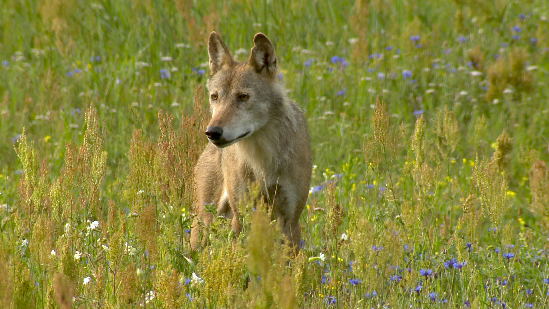 Raubtiere vor der Haustür