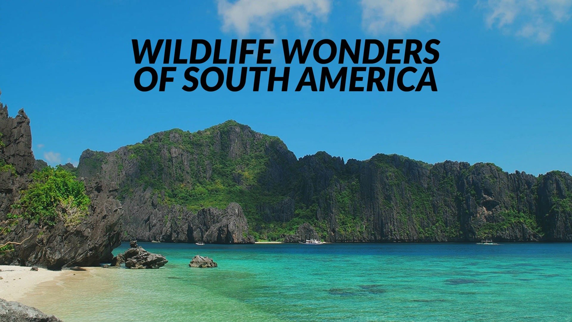 Wildlife Wonders of South America