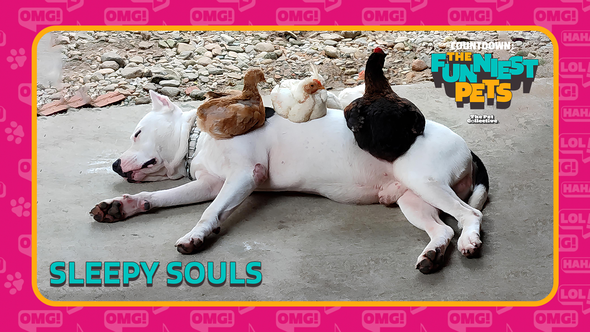 Countdown: The Funniest Pets