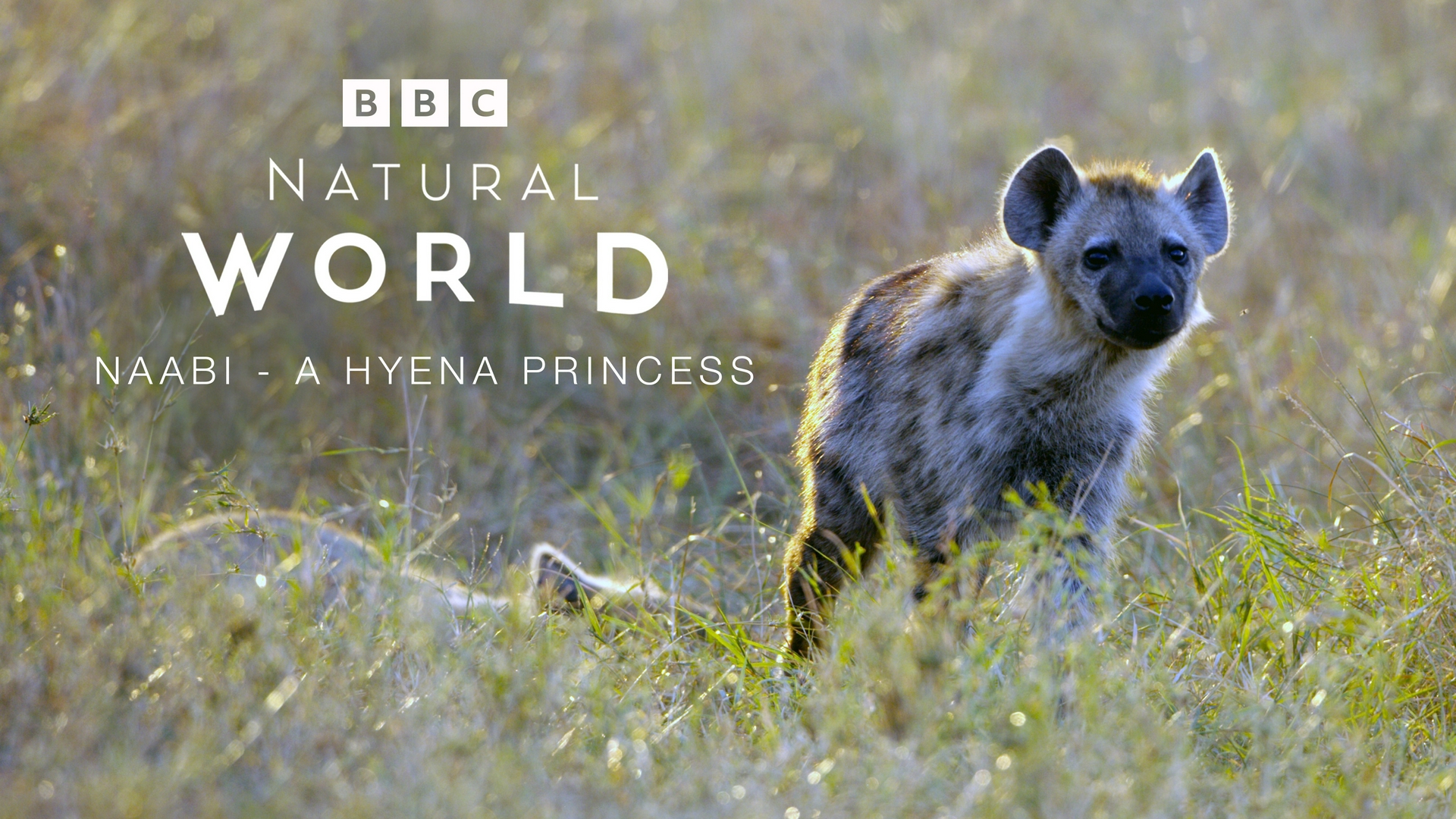 Faucon blanc Loup blanc Naabi : une princesse hyène