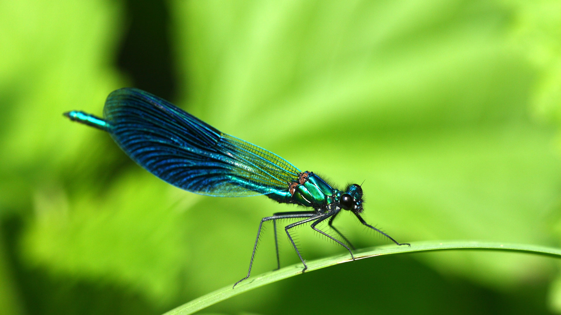 Die Sieger mit sechs Beinen