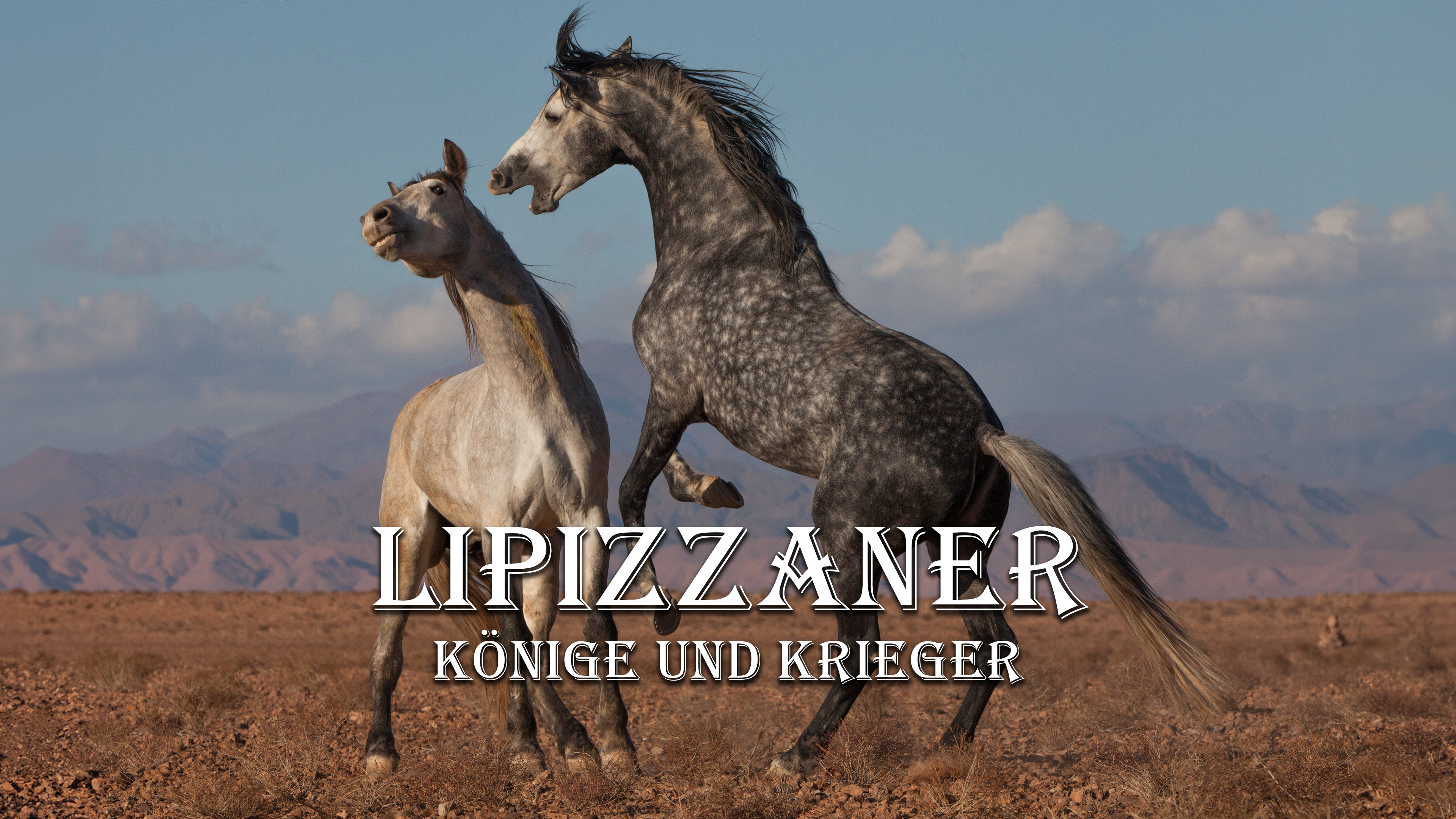 Lipizzaner