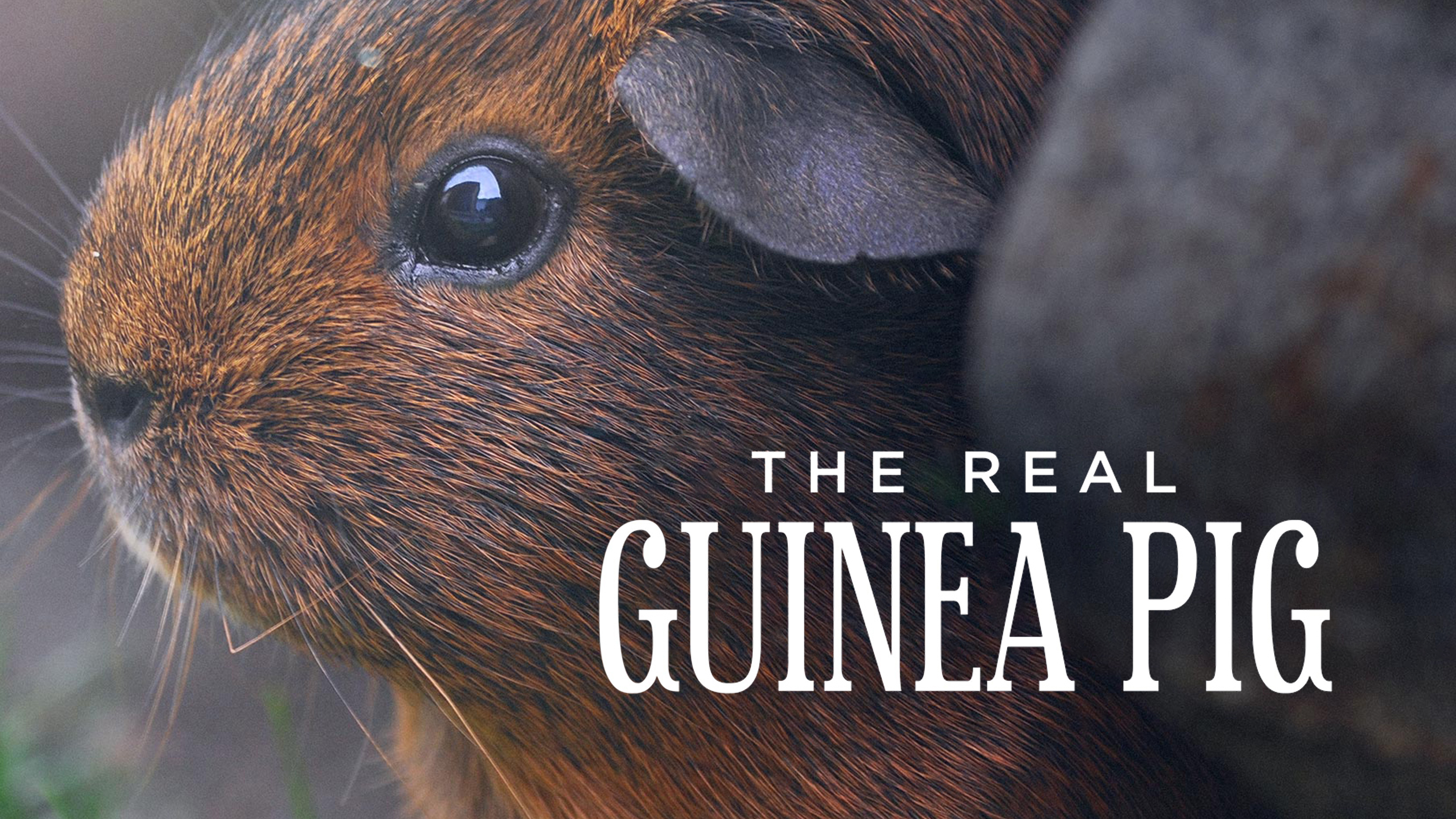 The Real Guinea Pig
