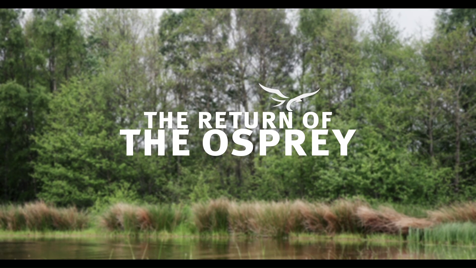The Return of the Osprey