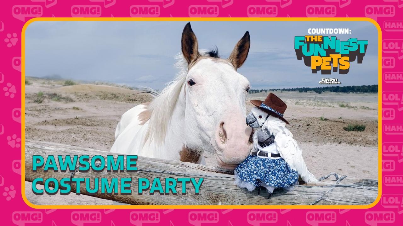 Countdown: The Funniest Pets | Pawsome Costume Party