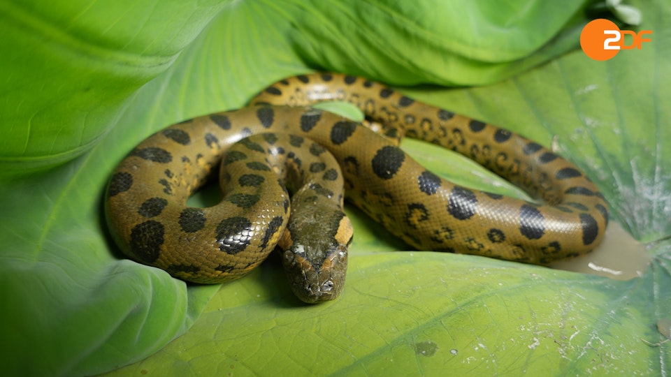 Anakonda – in der Welt der Würgeschlange