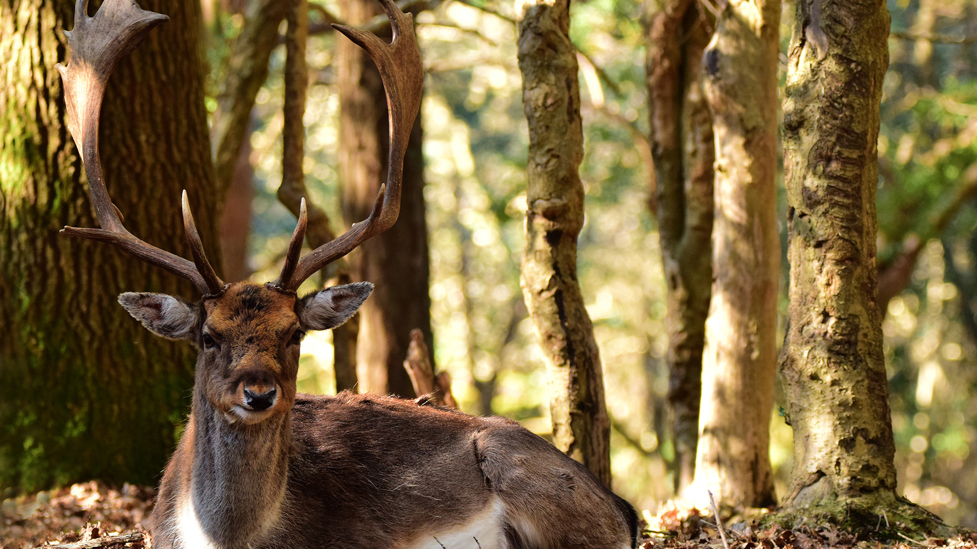 Wald der wilden Ponys