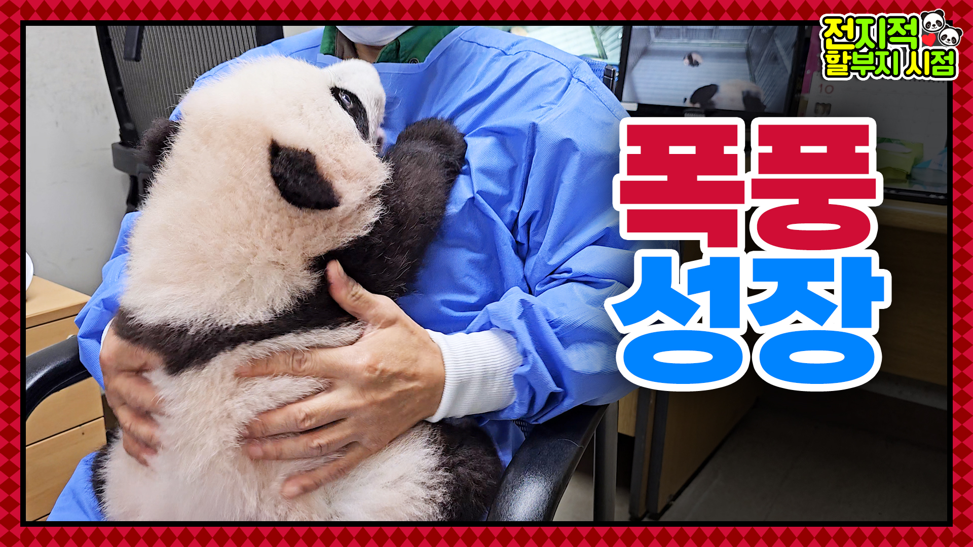 ※인형아님※ 월요병 날릴 루이후이 왔어오! 훌쩍 커버린 판생 100일차 쌍둥이