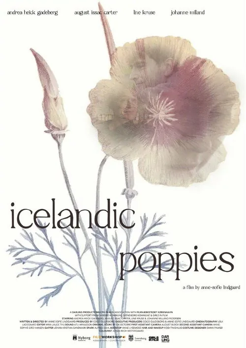 Icelandic Poppies