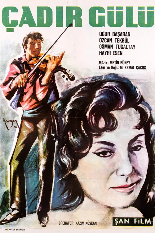 Çadır Gülü