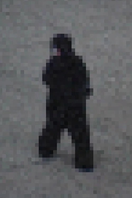 Gorilla Gorilla