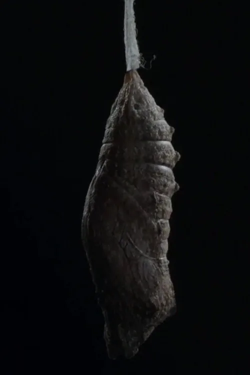 Ledena kraljica