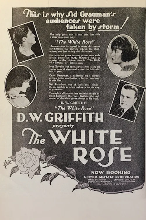The White Rose