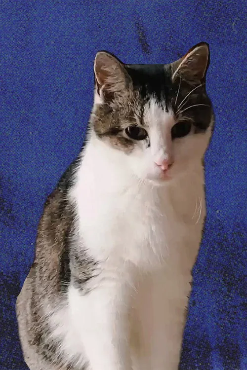 Cheeze the Cat