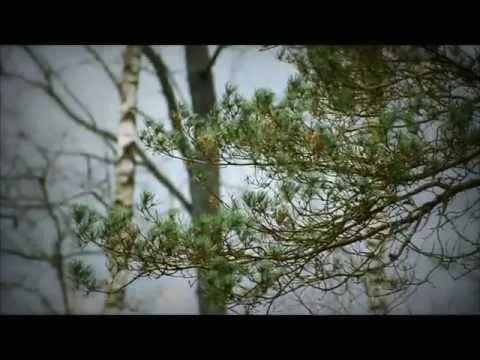 Filmtest Canon EOS 500D