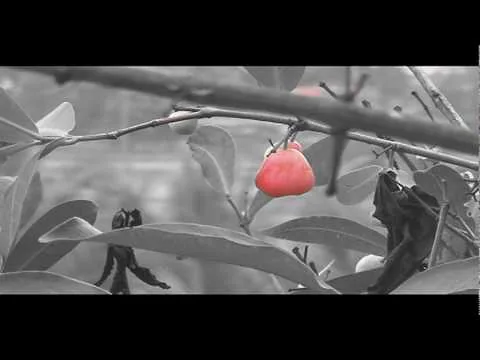 Filmtest