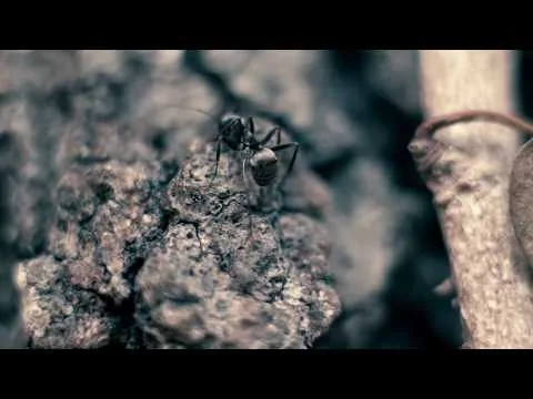 Macro lens test With the BMPCC 4K