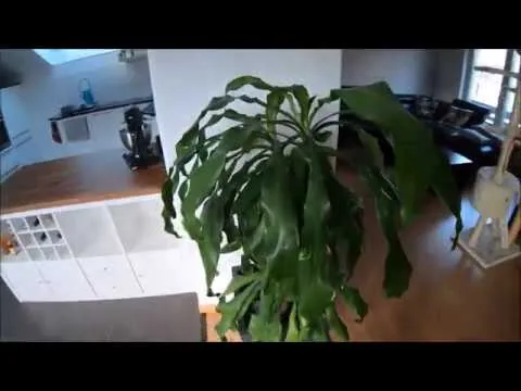 Mein FilmTest mit der GoPro Hero 7 Black