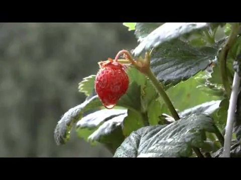 Panasonic HC-X920 Första filmtest