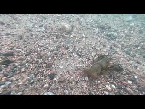 Underwater filmtest with iPhone 11 PRO