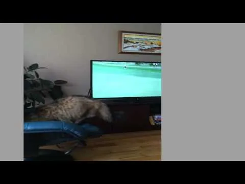 Nouveau Filmtest film gros chat